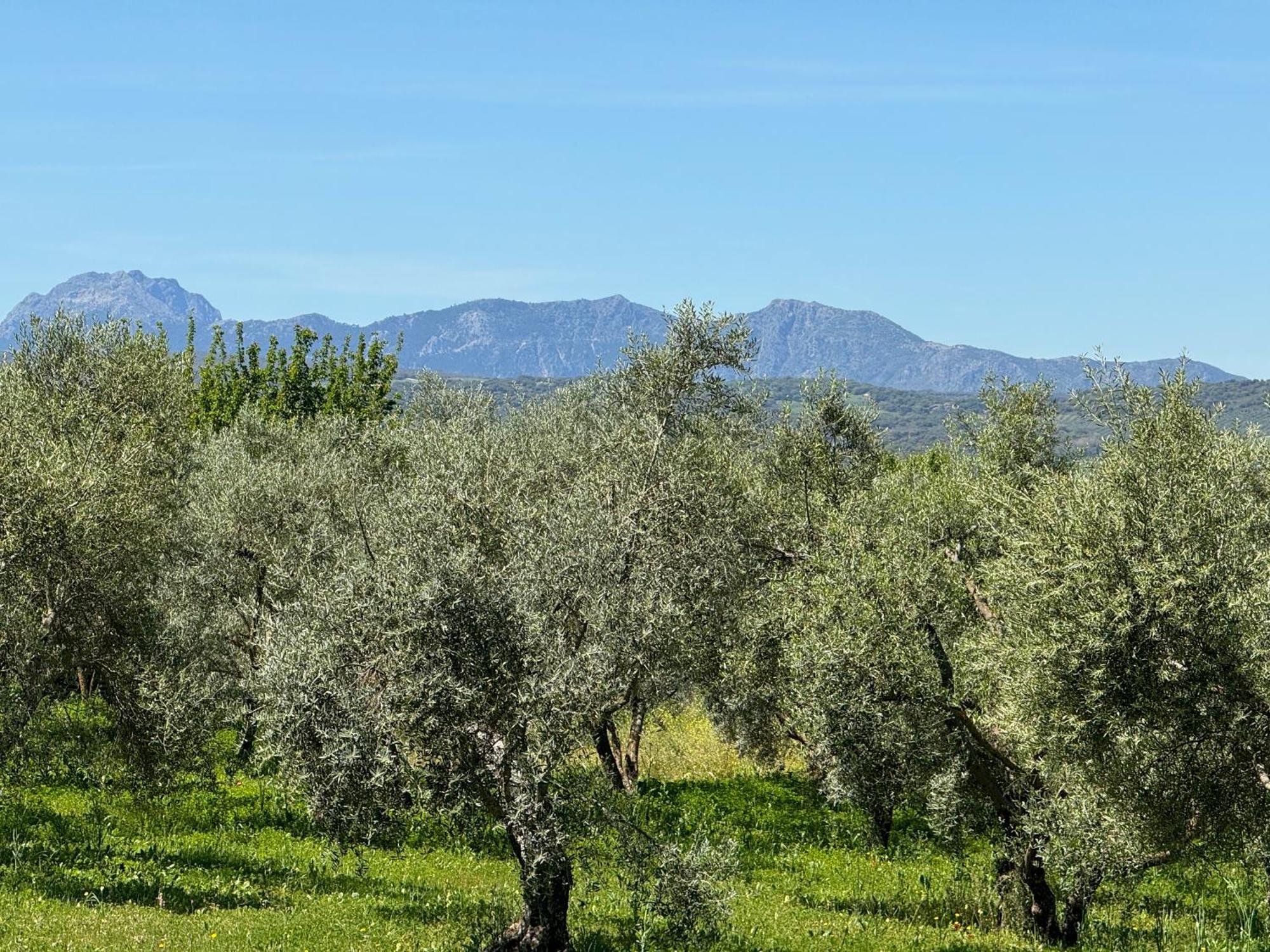 El Toro Blanco Luxury Villa In Andalucia Ronda Eksteriør bilde